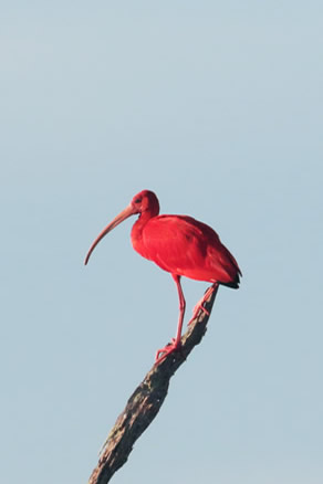 Scarlet Ibis